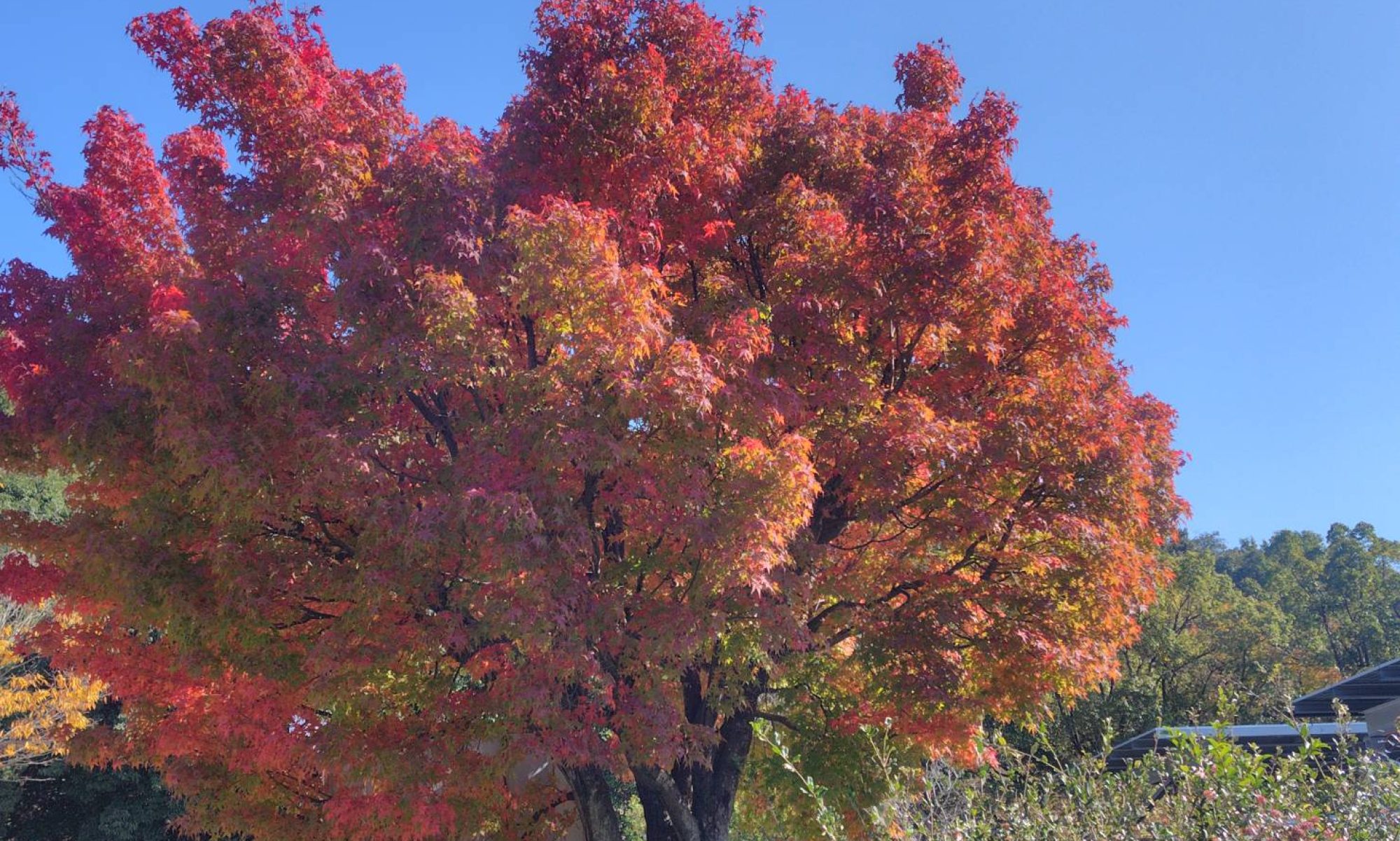岡崎ソフトテニス協会