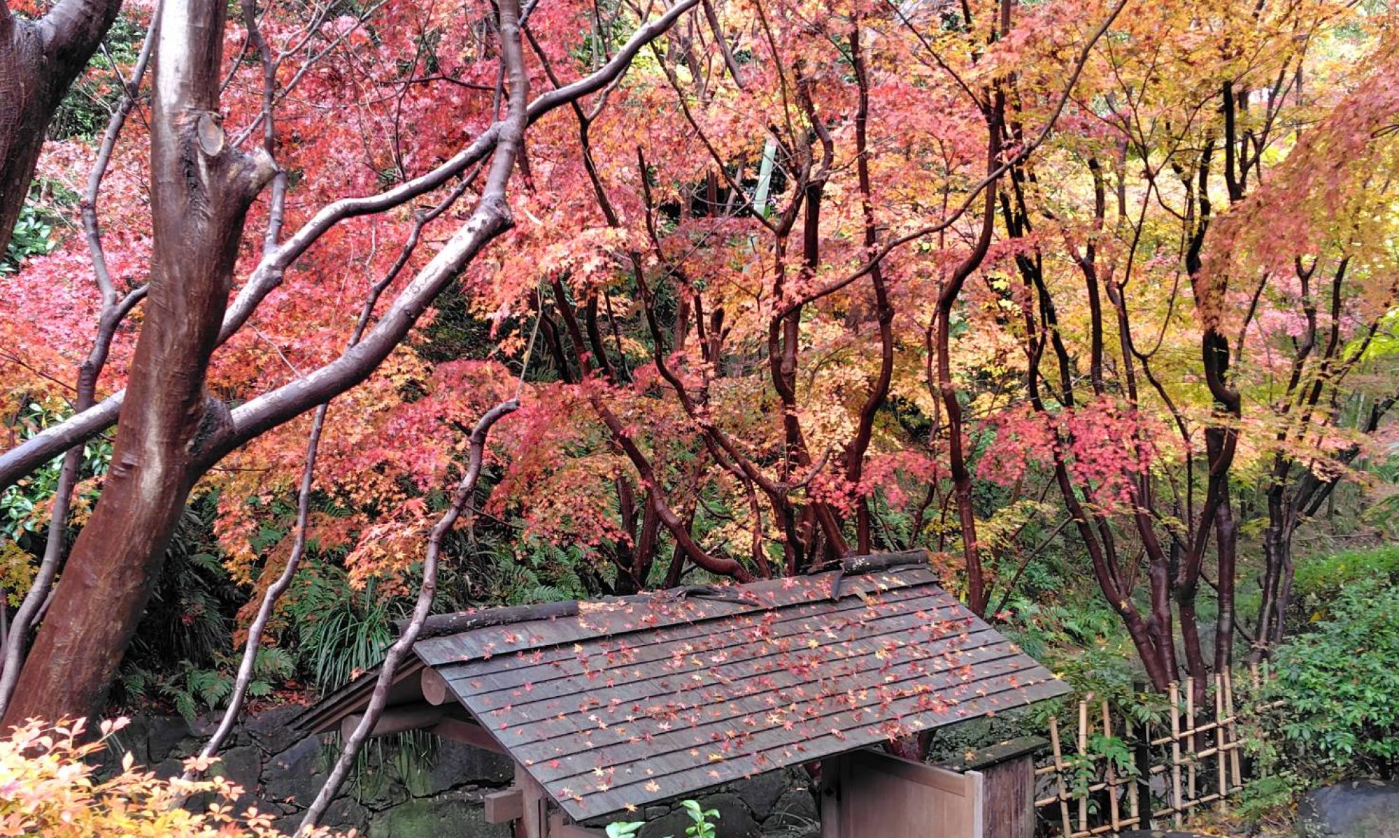 岡崎ソフトテニス協会