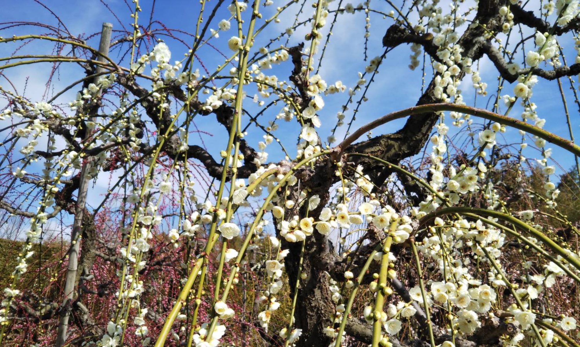 岡崎ソフトテニス協会