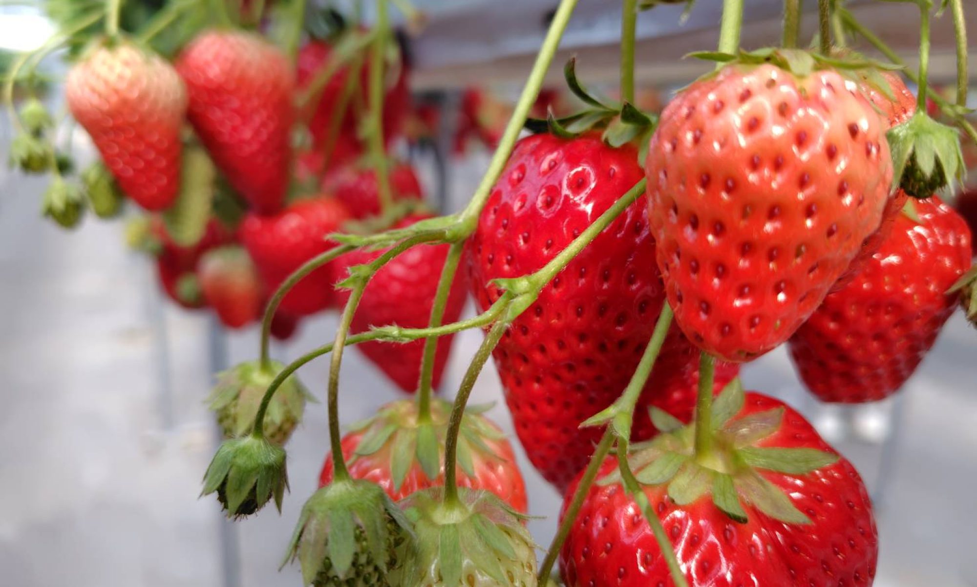 岡崎ソフトテニス協会